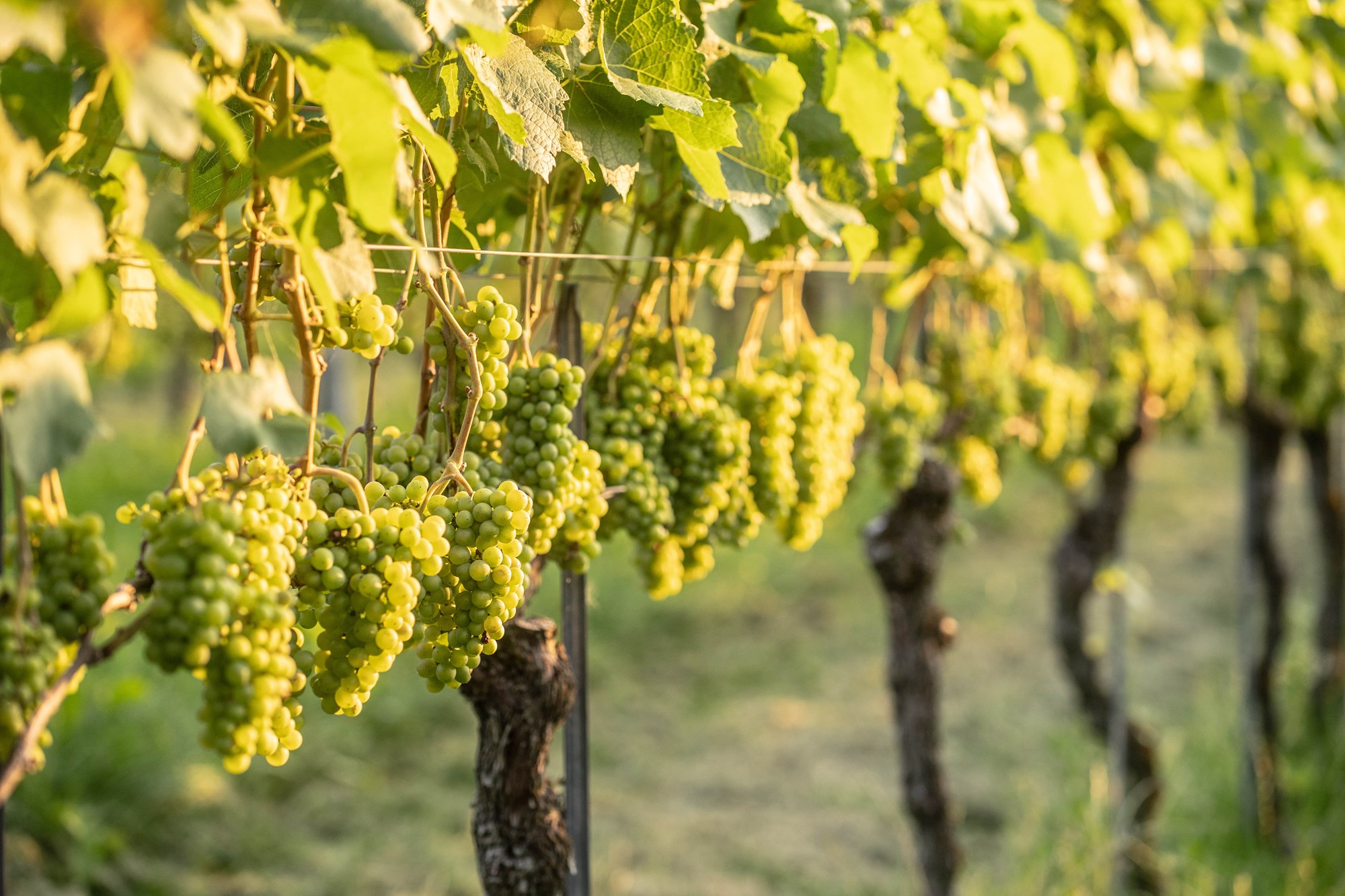 Von Salis Wein Chardonnay Graubünden Von Salis Wein Chardonnay Graubünden
