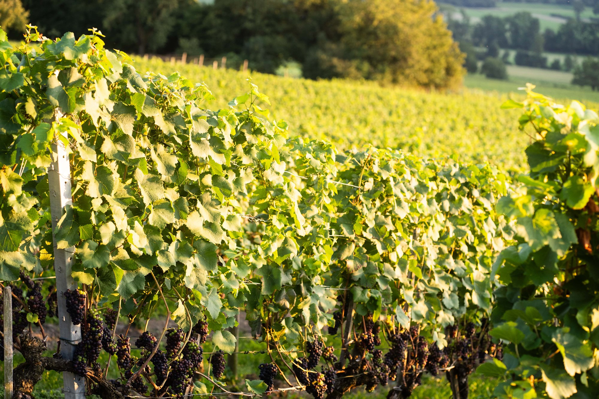 Von Salis Wein Pinot Noir Graubünden Von Salis Wein Pinot Noir Graubünden